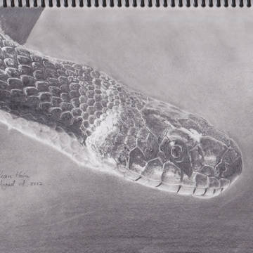 Sketch_Snake