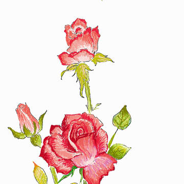 Rose for Valentine‘s Day in 2016