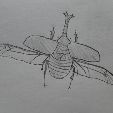 兜虫