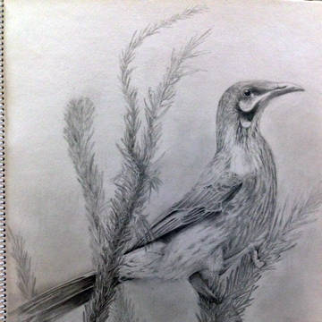 red wattlebird