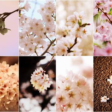 フリー素材 桜の花 8種つめあわせ