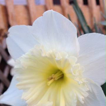 Daffodil