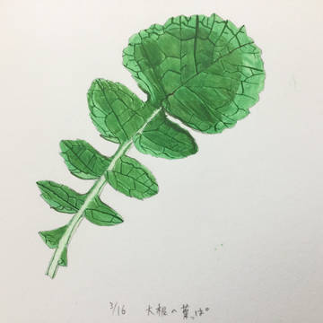 葉大根