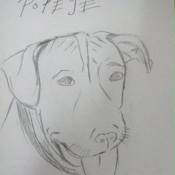 私の犬
