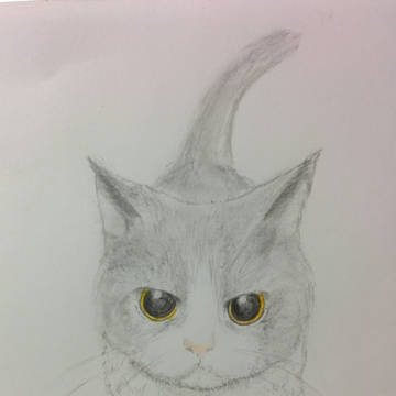 ヌコ