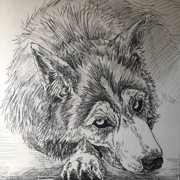 wolf