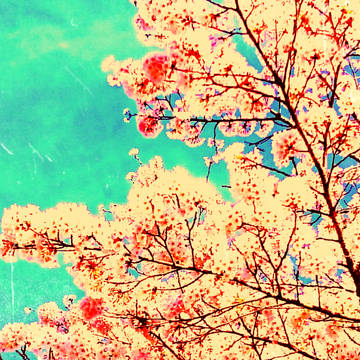 黄桜