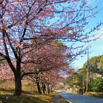 桜