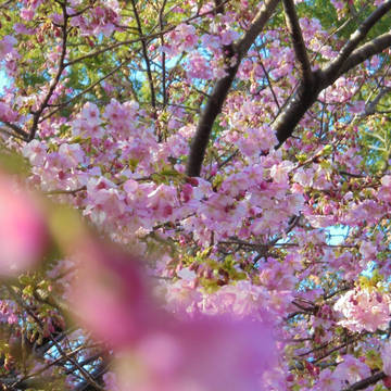 桜