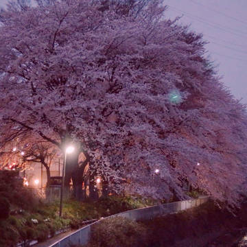 ヨザクラ。