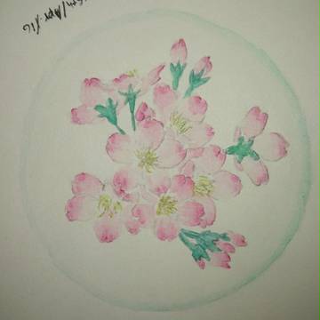 樱花