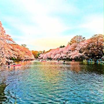 sakura
