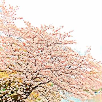 ソメイヨシノ