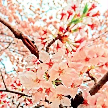 spring