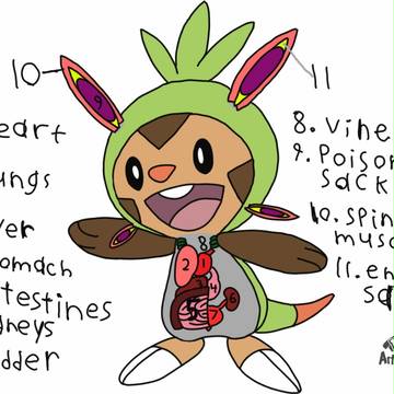 Chespin anatomy
