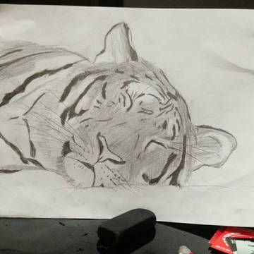 虎