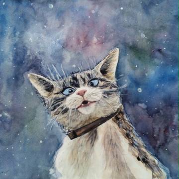 A foolish cat