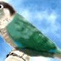 真珠ウロコインコ