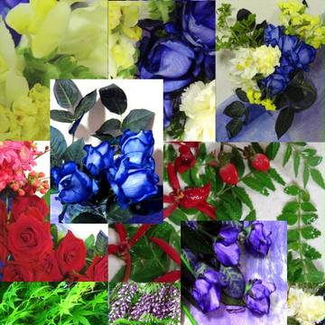 【夢現10】…花