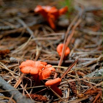 Mushrooms