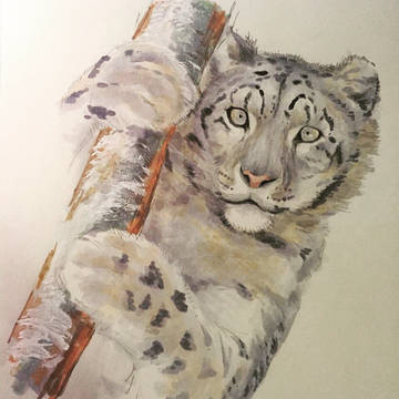 snow leopard