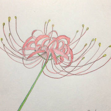 曼珠沙華