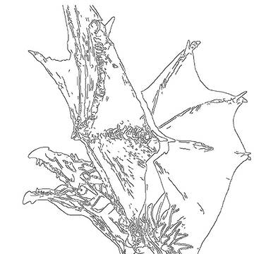 ドラゴン 線画