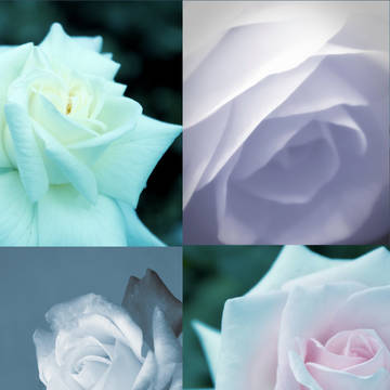 【小説表紙】迫る薔薇