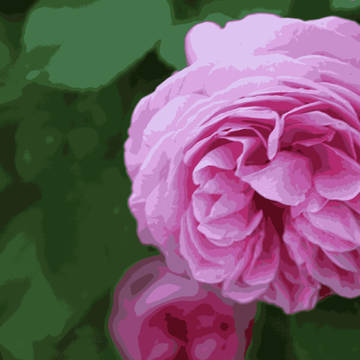rose