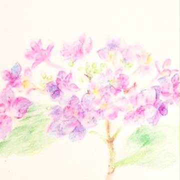 紫陽花