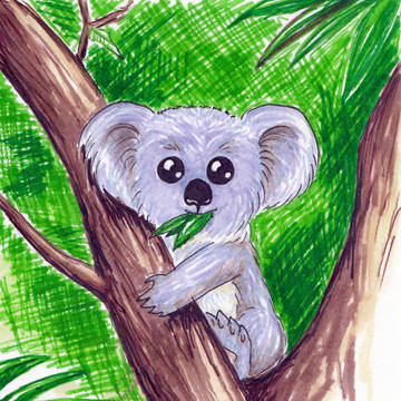 Little koala