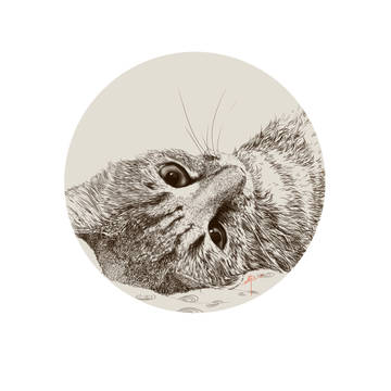 cat