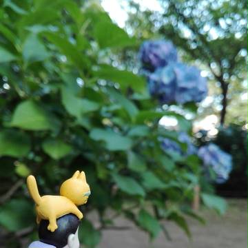 紫陽花と一松