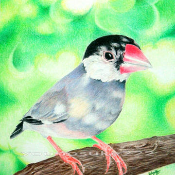 桜文鳥