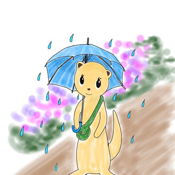 梅雨のフェレット