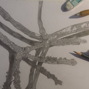 Branches