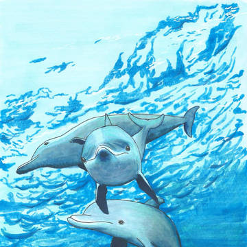dolphin