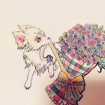 ちわわ
