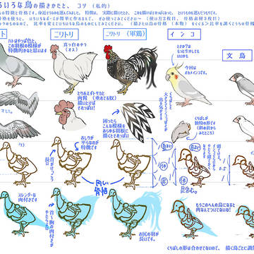 鳥の描き方まとめ。(素材つき)