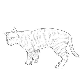 猫　24