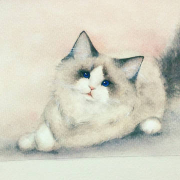 猫咪