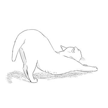 猫　25