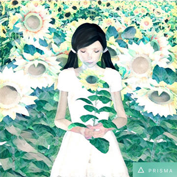 ひまわりが揺れる夏(PRISMA)