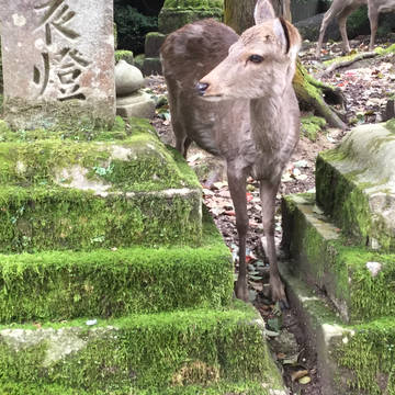 Deer in Nara