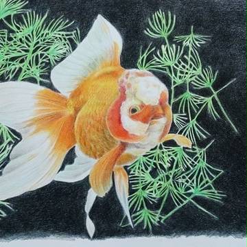 金魚