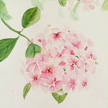 绣球花