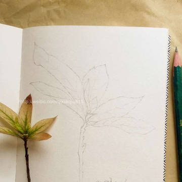 树叶 leaf