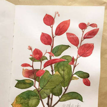 树叶 leaf