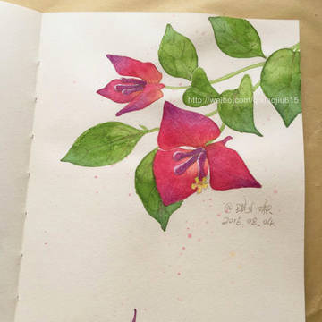 三角梅 Triangle plum