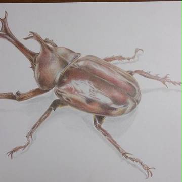 カブトムシ